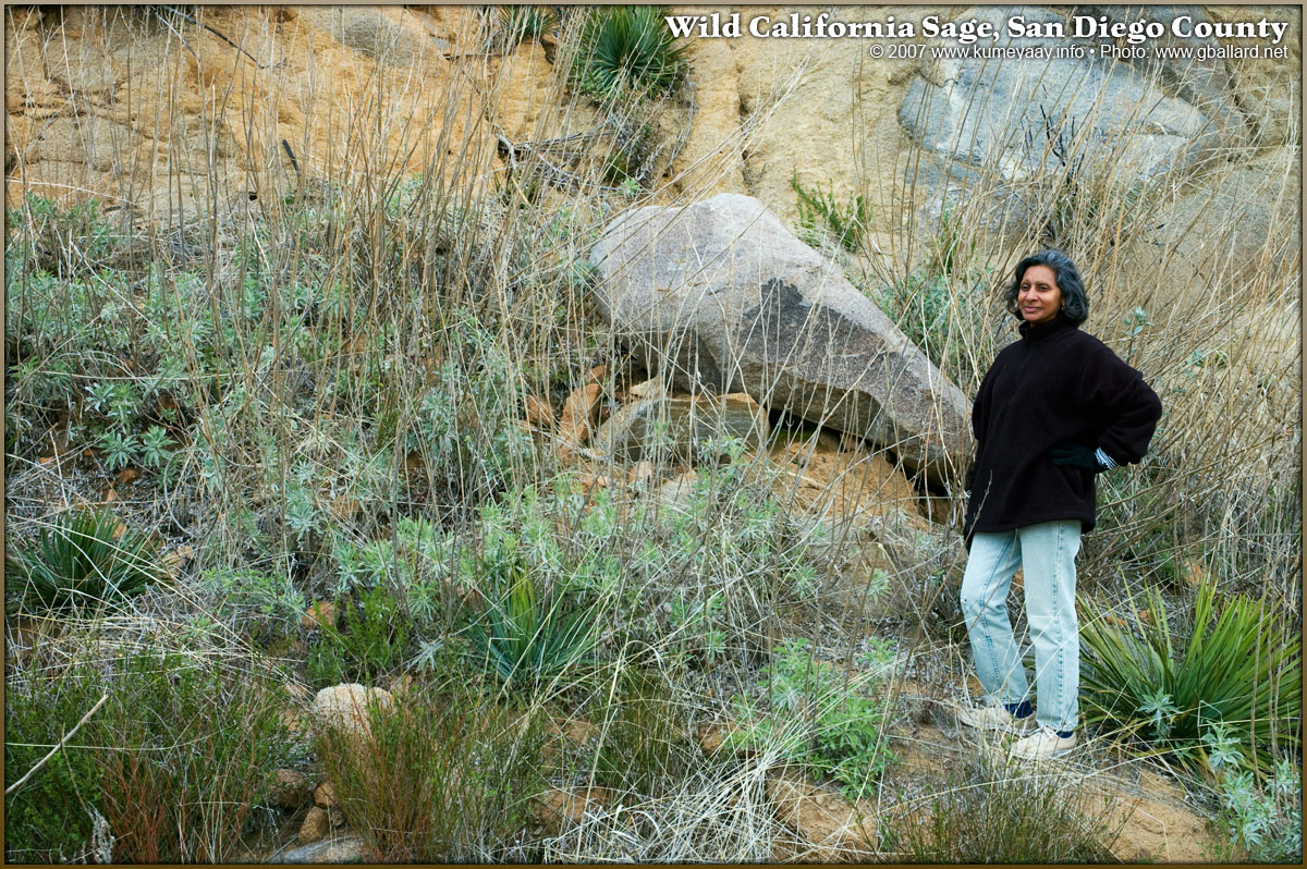 Loading Large Salvia Photo...