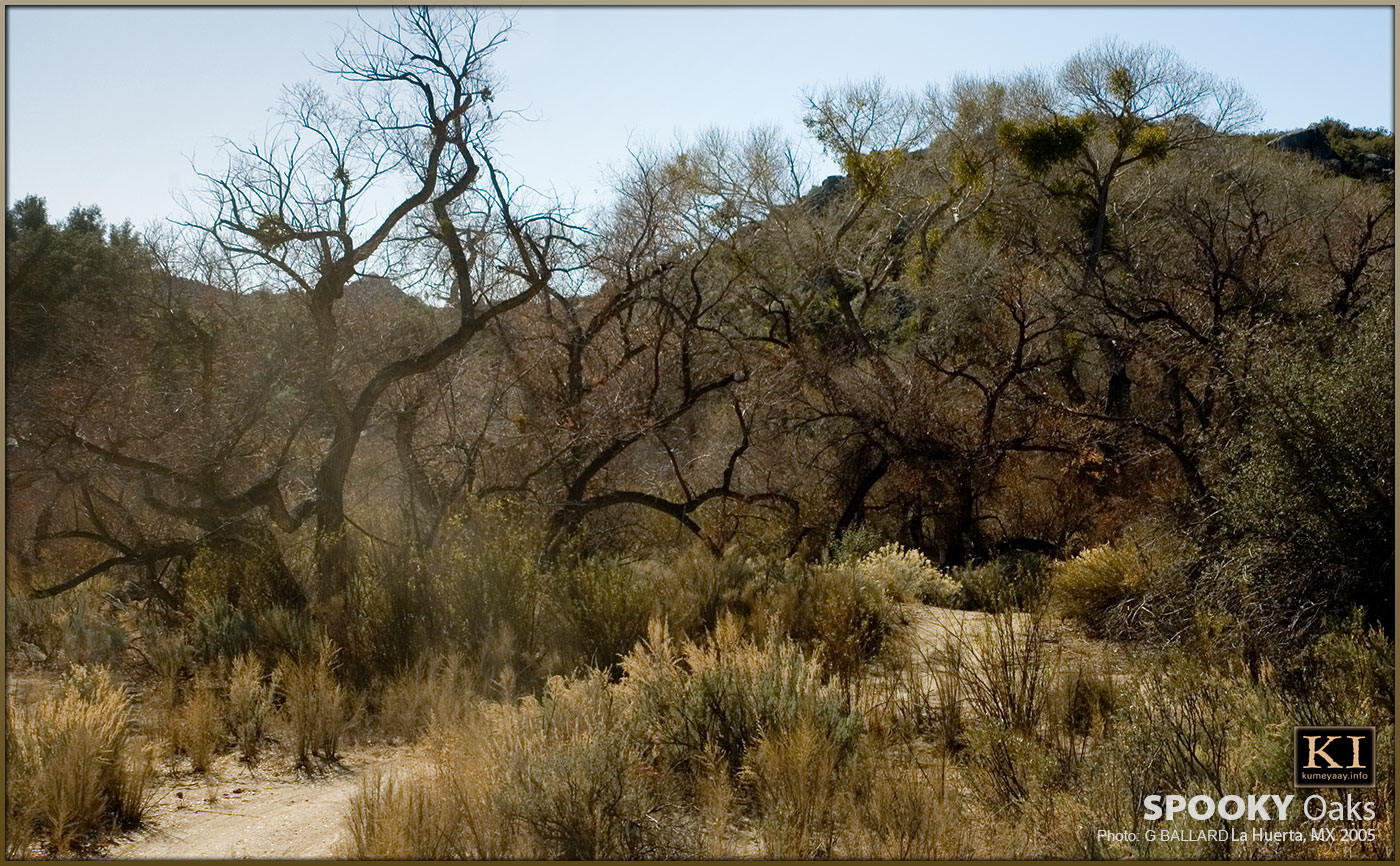 OLD INDIAN TRAIL OAKS IN REMOTE TRIBAL EJIDO