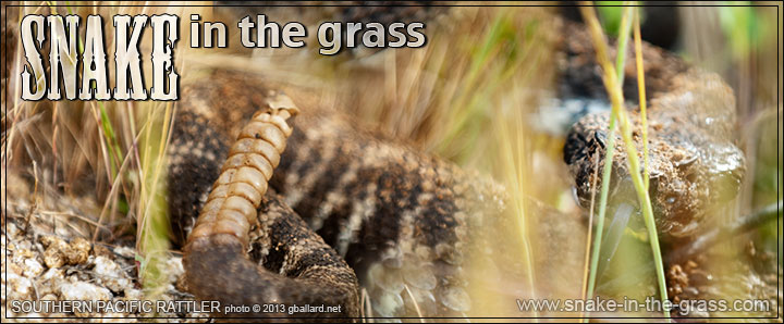 KUMEYAAY STORY ABOUT RABITS VERSUS RATTLESNAKE