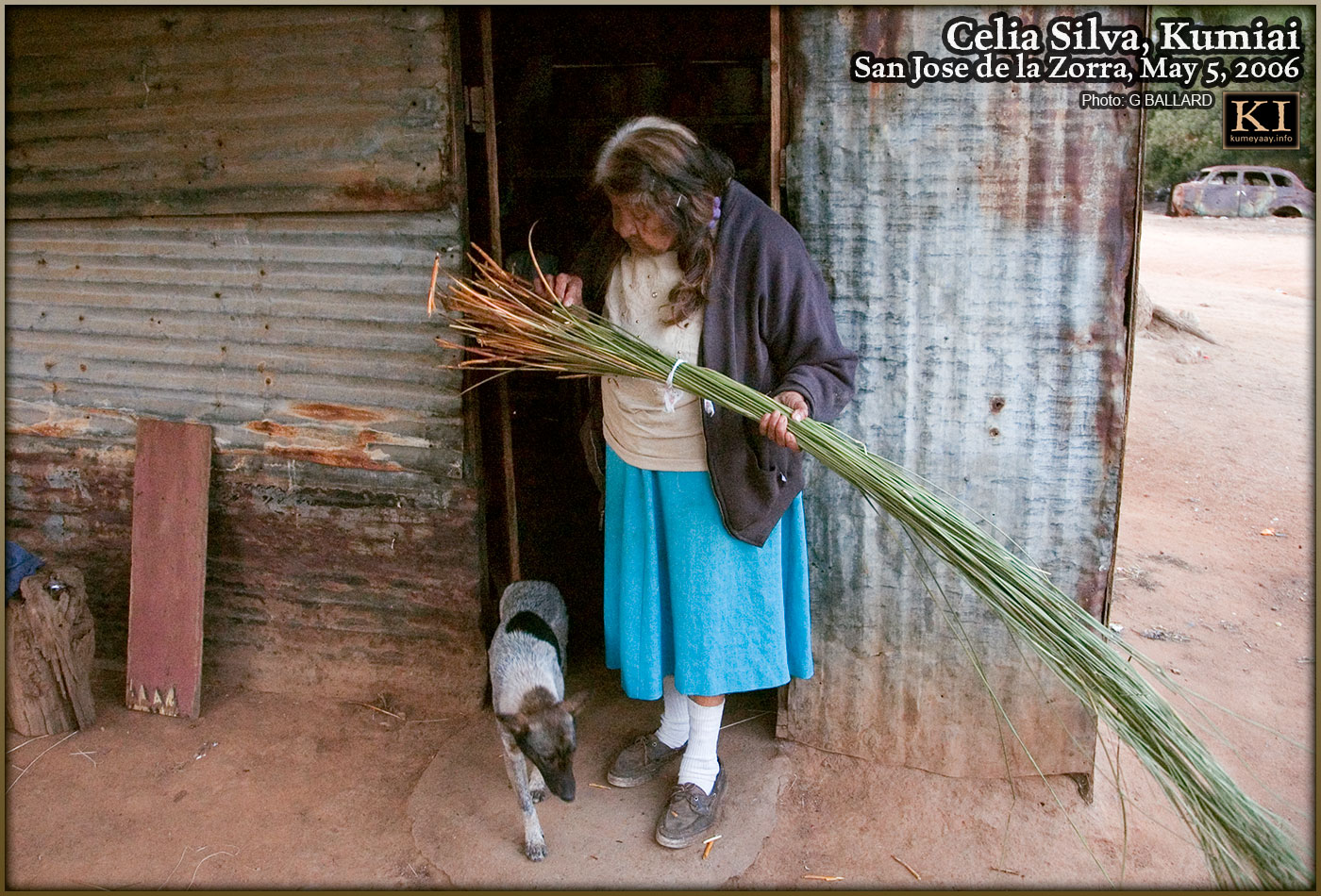 CELIA SILVA ESPINOZA Indigenous Ethno Botinist Inspects a freshly-harvested bundle of juncus reeds in front of her home.