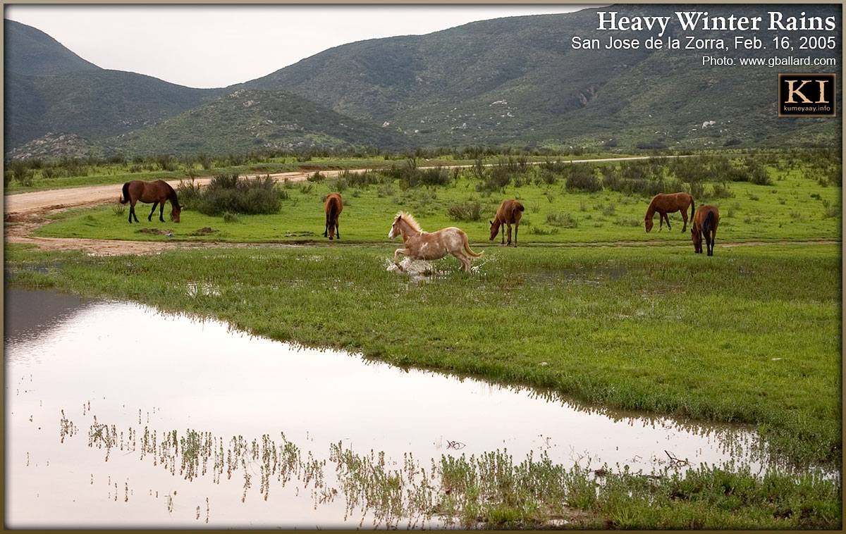 Indian Horses Playing in Heavy Rain Tribal ejido ranch